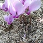 Cyclamen hederifolium Habit