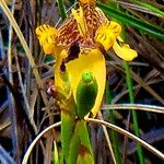 Trimezia juncifolia Flower