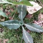 Goodyera oblongifolia Leaf