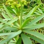 Euphorbia balsamifera Fuelha