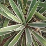 Agave vivipara Folio