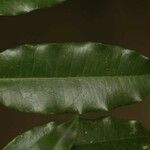 Parahancornia fasciculata Leaf