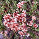 Eriogonum fasciculatum Blüte