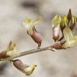 Astragalus shevockii Φρούτο