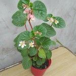 Begonia hirtella 整株植物