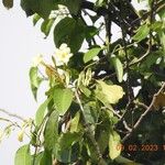 Odontadenia nitida Floare