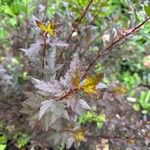 Physocarpus opulifolius Leaf