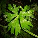 Ranunculus carinthiacus 葉