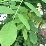 Robinia pseudoacaciaBlad