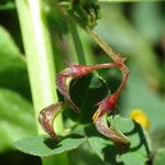 Medicago orbicularis Fruit