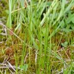 Carex chordorrhiza Hàbitat