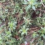 Amaranthus blitoides Folla