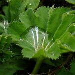 Alchemilla vulgaris Blad