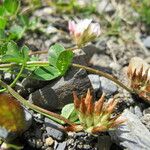 Trifolium thalii ফল