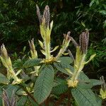 Rhododendron erosum Levél