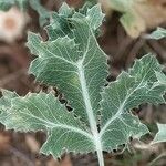 Eryngium campestre Folla