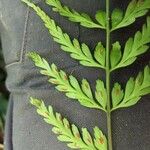 Asplenium cuspidatum Hoja