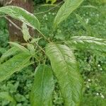 Quercus × leana Hoja