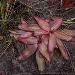 Pinguicula planifolia Habit