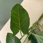 Convolvulus arvensis Leaf