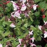 Salvia involucrata Hoja