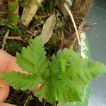 Doryopteris concolor Leaf