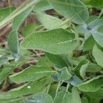 Salvia tomentosa Leaf