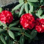 Rhododendron barbatum Flor