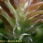 Trifolium michelianum Lubje