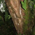 Morinda panamensis 樹皮
