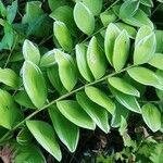 Polygonatum biflorum Leaf