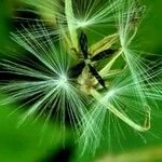 Lactuca muralis Fruit