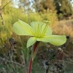 Oenothera drummondii फूल