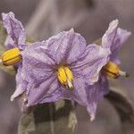 Solanum nudum Flower