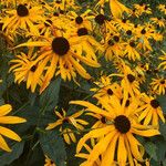 Rudbeckia fulgida Агульны выгляд