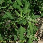 Chenopodium ficifolium (Elinympäristö)