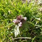 Lamium purpureum Flor