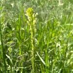 Turritis glabra Flor