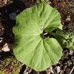 Petasites hybridus পাতা