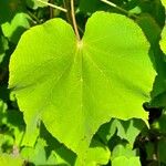 Dombeya burgessiae Лист
