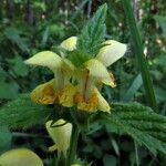 Lamium galeobdolon Flor