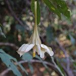 Rothmannia whitfieldii Flower