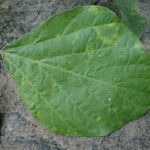 Psophocarpus scandens पत्ता