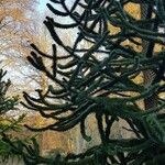 Araucaria araucana Blatt