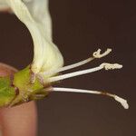 Calystegia longipes Кветка