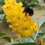 Argyrocytisus battandieri