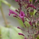 Lepechinia hastata Flor