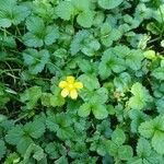 Potentilla indica ശീലം