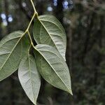 Chionanthus broomeanus Feuille