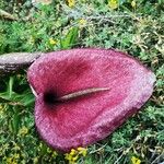 Helicodiceros muscivorus Flower
